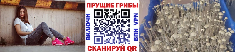 Псилоцибиновые грибы GOLDEN TEACHER  как найти   OMG ССЫЛКА  Сафоново 